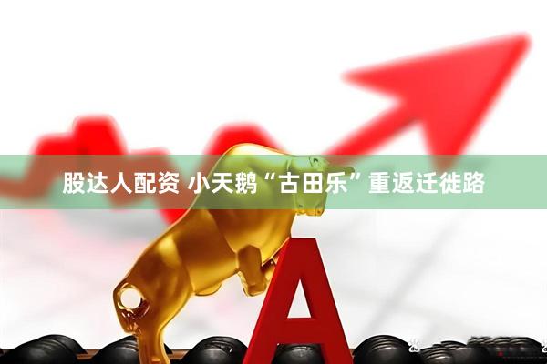 股达人配资 小天鹅“古田乐”重返迁徙路